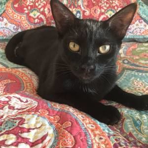 Meet your Posher, Amy